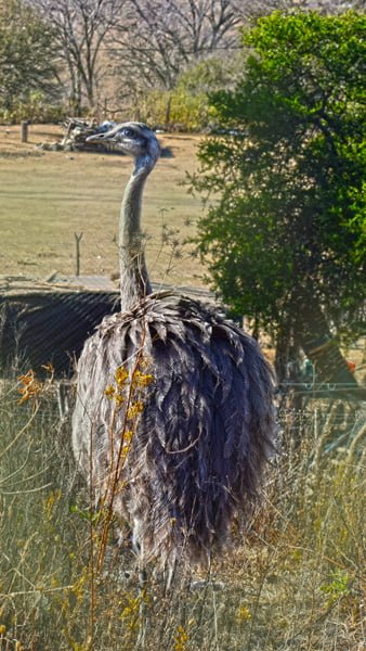 DSC_0343-600